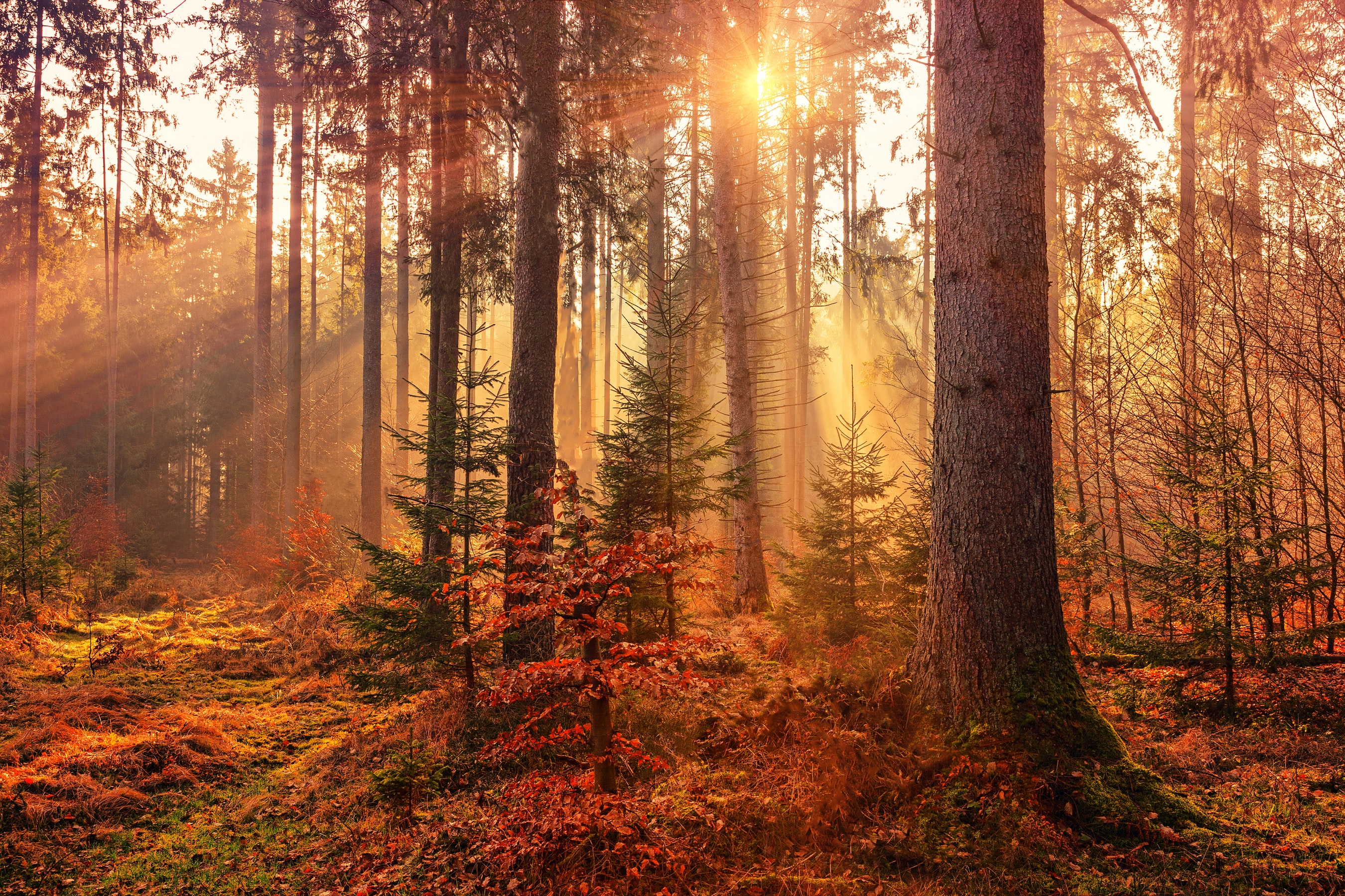 Autumn forest landscape
